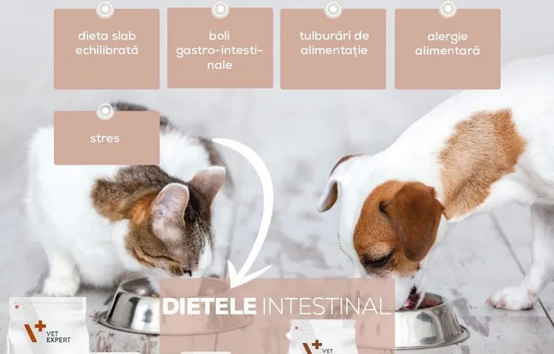 All About Pets – Cabinet Veterinar