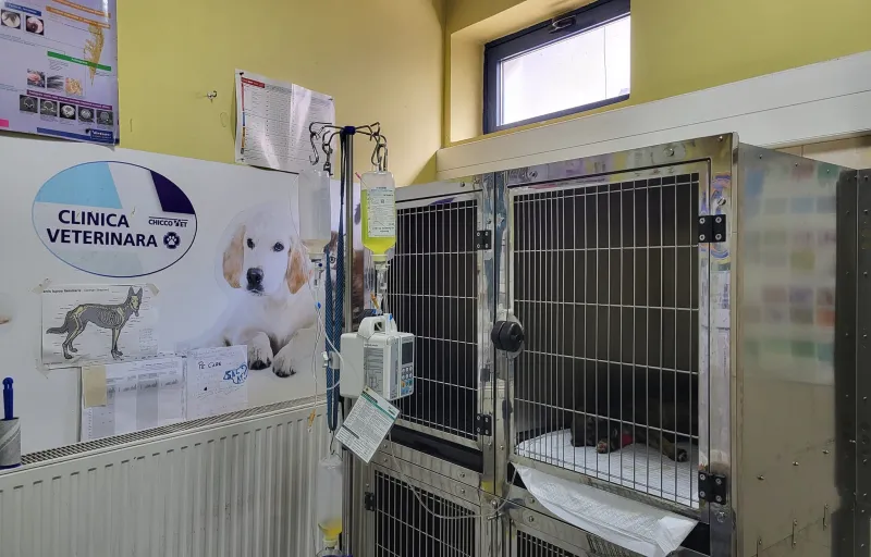 All About Pets – Cabinet Veterinar