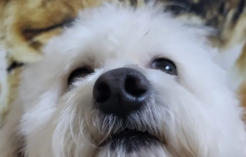 All About Pets – Cabinet Veterinar