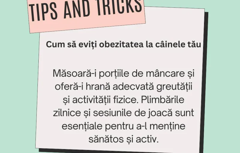 All About Pets – Cabinet Veterinar