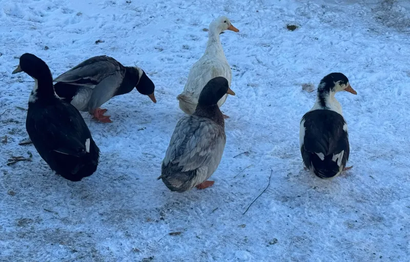 Ferma Lui Lucas cover