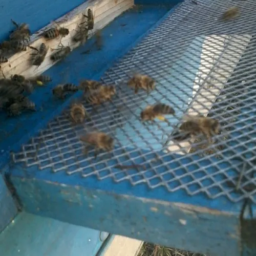 Stelu Curalea Apicultorul