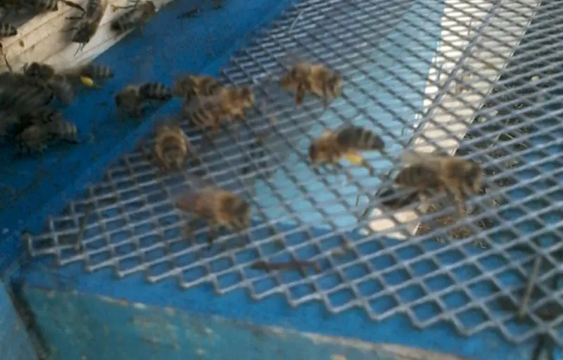 Stelu Curalea Apicultorul