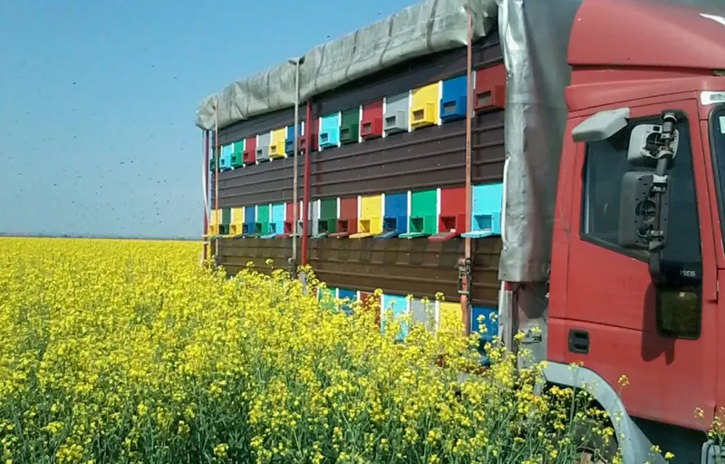 Stelu Curalea Apicultorul cover