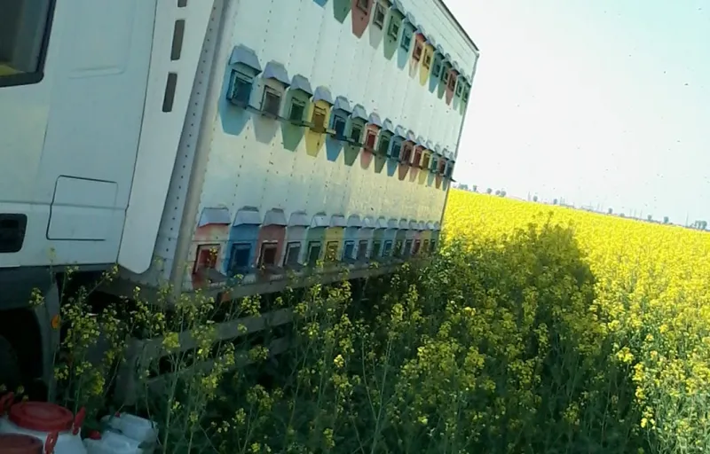 Stelu Curalea Apicultorul