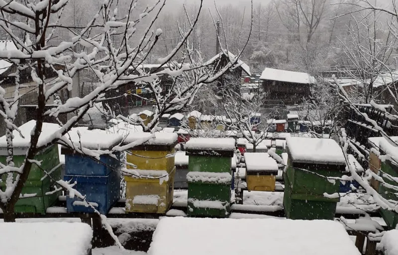 Stelu Curalea Apicultorul