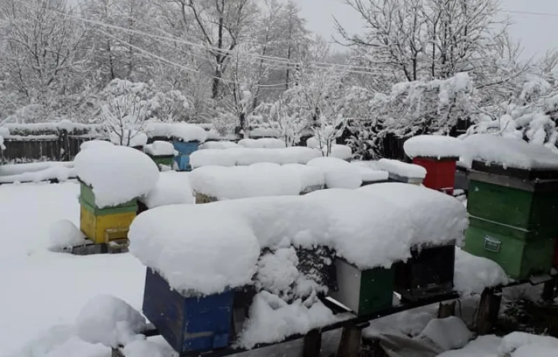 Stelu Curalea Apicultorul