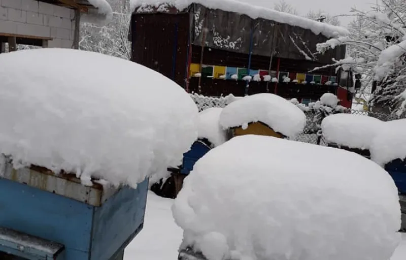 Stelu Curalea Apicultorul