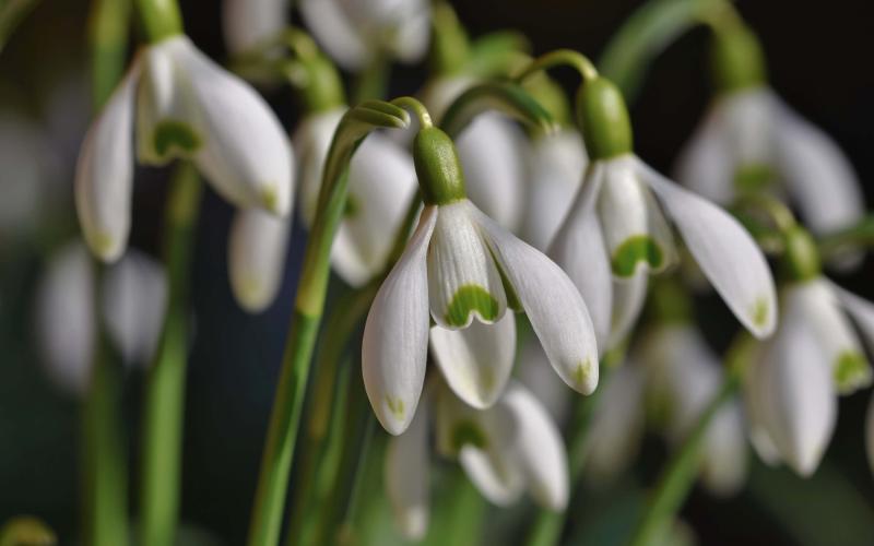 Ghiocelul – simbolul primăverii, al speranței și al iubirii curate