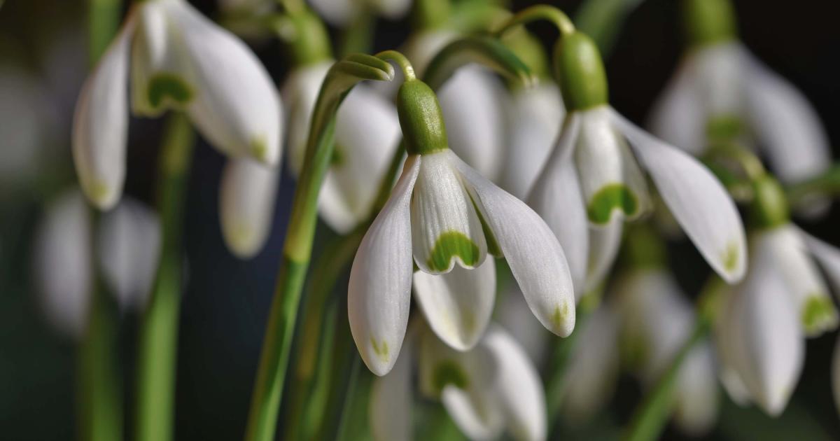 Ghiocelul – simbolul primăverii, al speranței și al iubirii curate