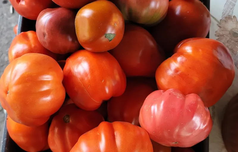 Bucătăria lui Camelia