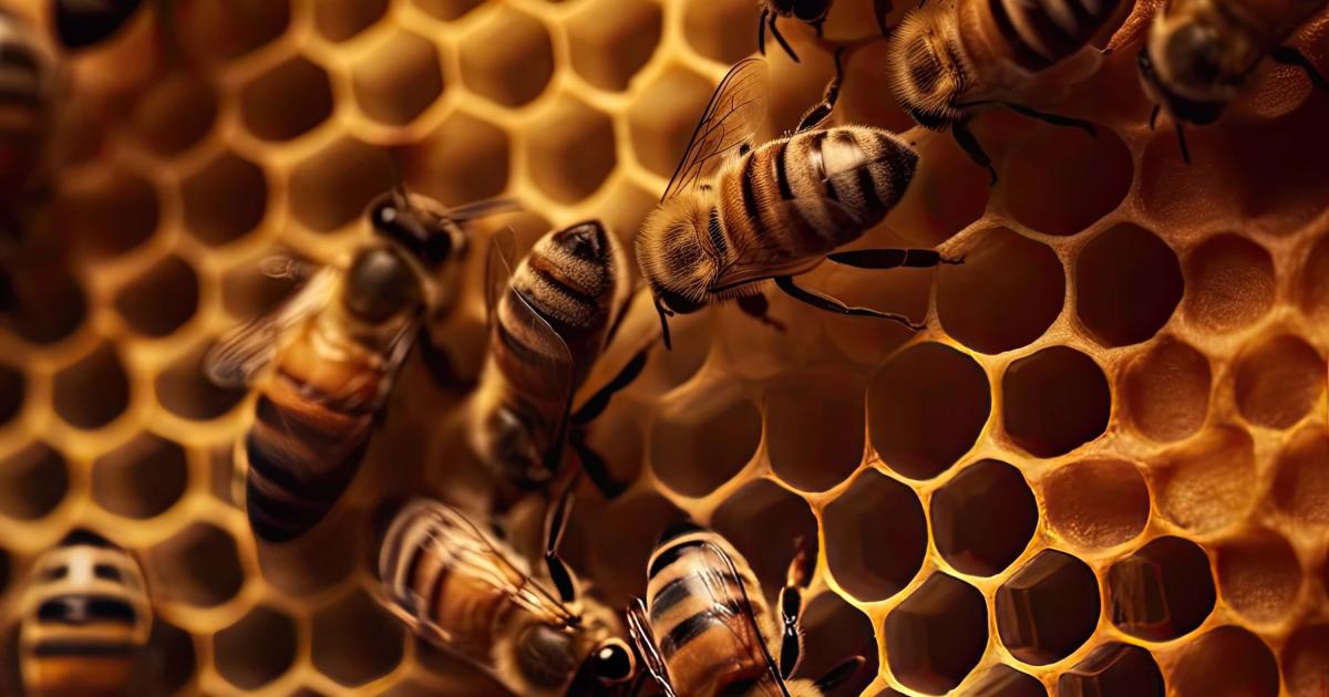 Cum alegi mierea naturală potrivită: tot ce trebuie să știi înainte de primul borcan