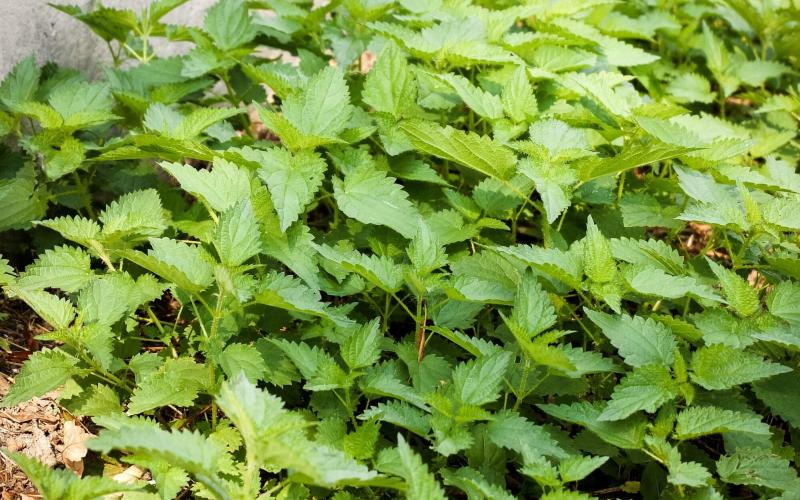 Urzicile – beneficii, utilizări și de ce ciorba de urzici este gustul autentic al primăverii