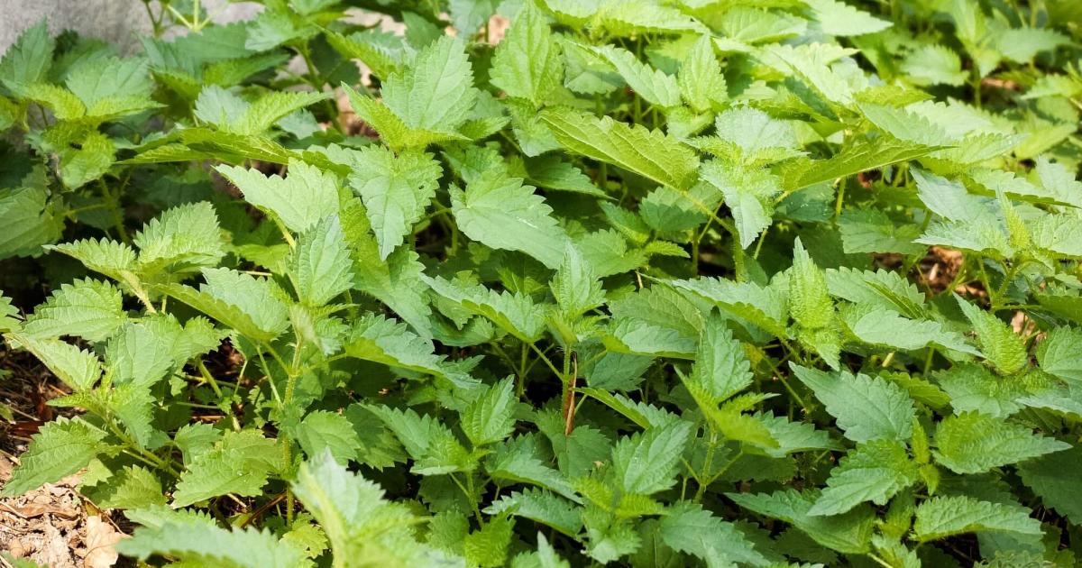 Urzicile – beneficii, utilizări și de ce ciorba de urzici este gustul autentic al primăverii