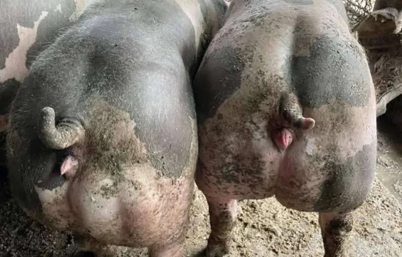 Porci Rasa Nanov Teleorman cover