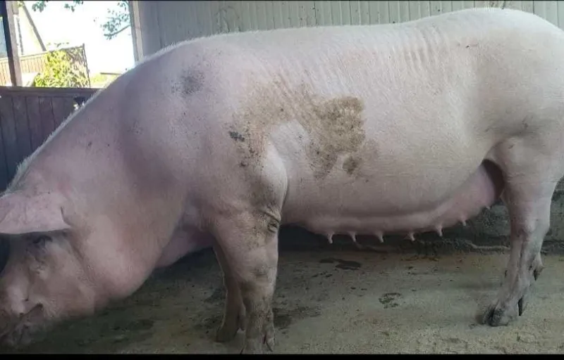 Porci Rasa Nanov Teleorman