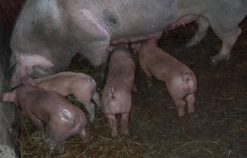 Porci Rasa Nanov Teleorman