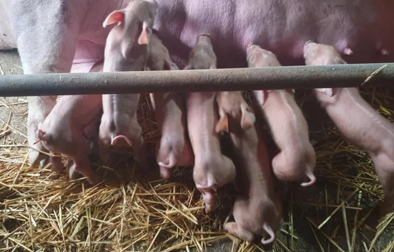 Porci Rasa Nanov Teleorman