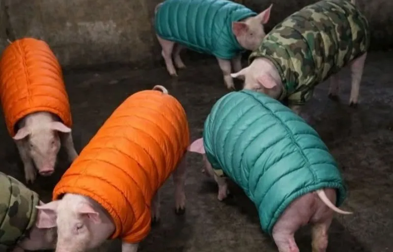 Porci Rasa Nanov Teleorman