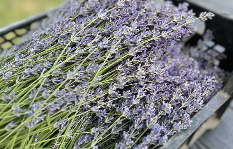 Levanderia Horăști