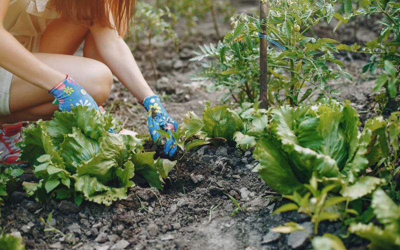 Cum să pregătești grădina pentru primăvară