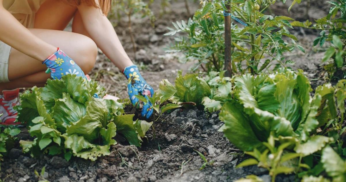 Cum să pregătești grădina pentru primăvară