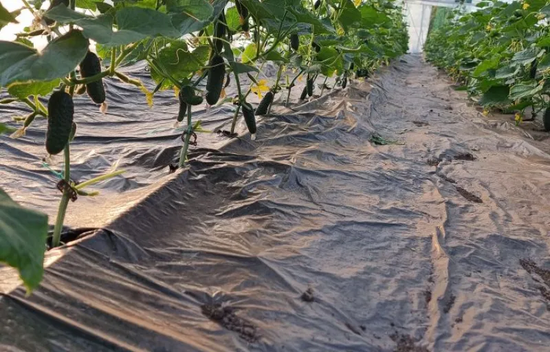 Ferma Verde Grindasi