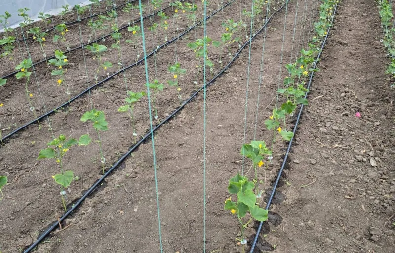 Ferma Verde Grindasi