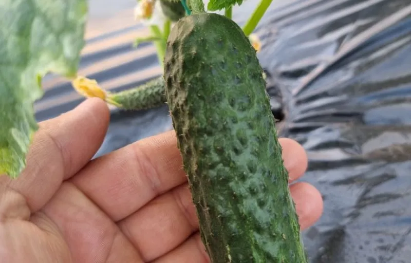 Ferma Verde Grindasi