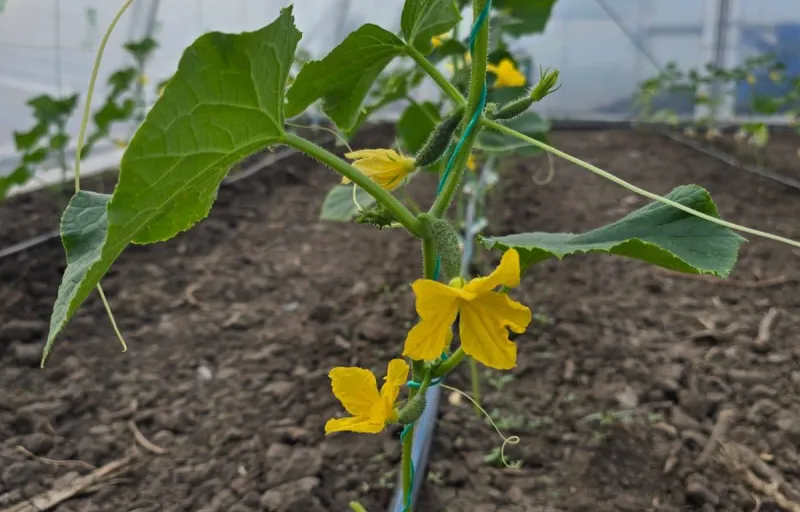 Ferma Verde Grindasi