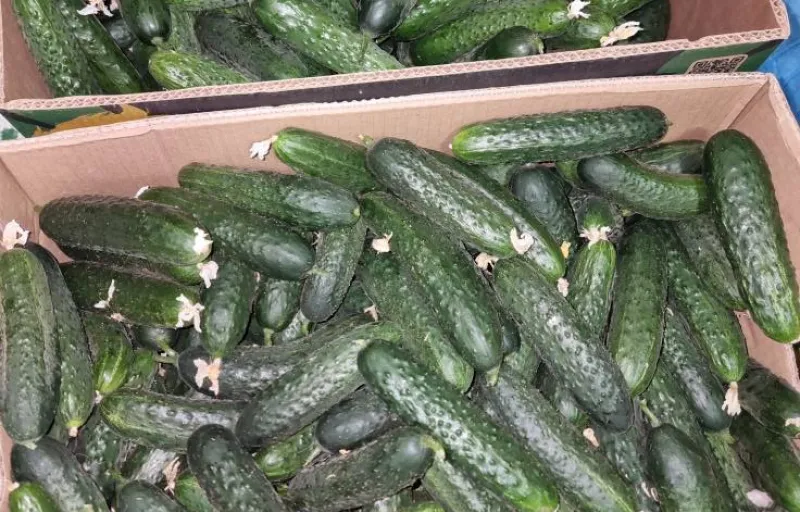 Ferma Verde Grindasi