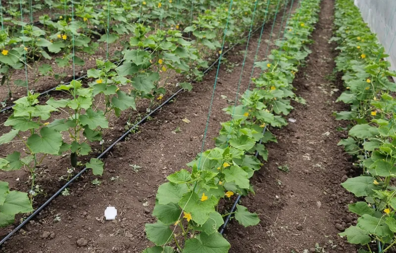 Ferma Verde Grindasi