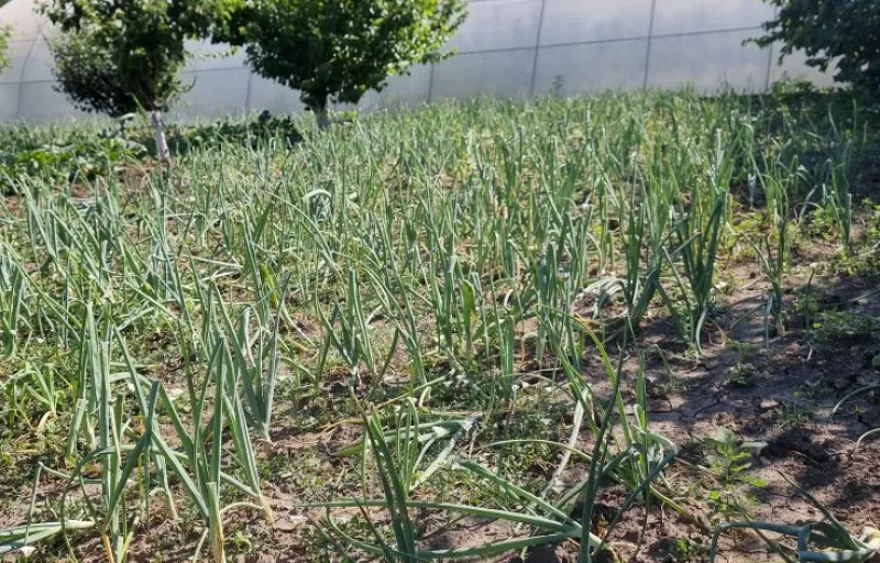 Ferma Verde Grindasi