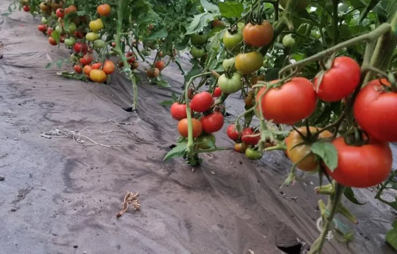 Ferma Verde Grindasi