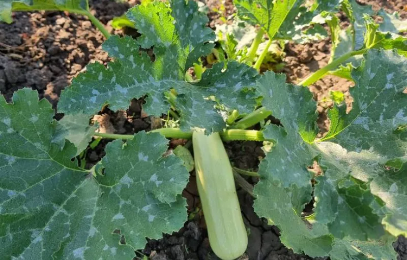 Ferma Verde Grindasi