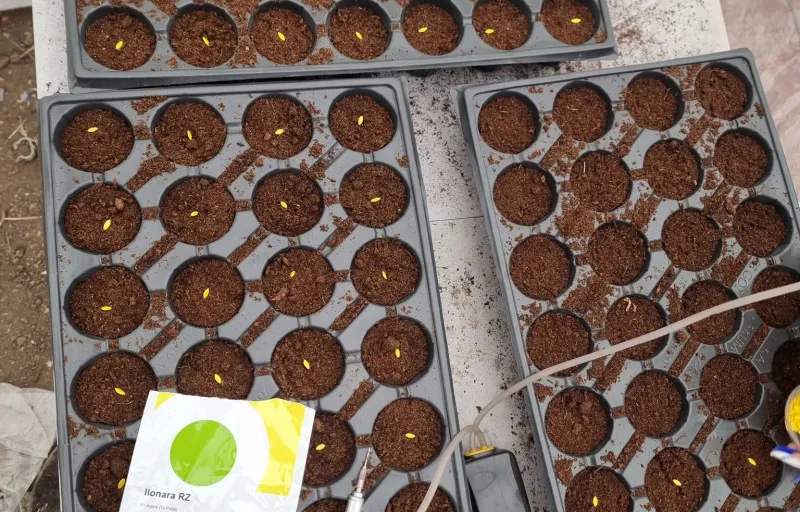 Ferma Verde Grindasi