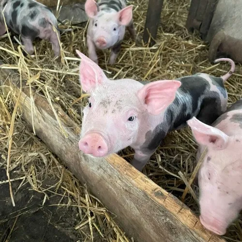 Porci Duroc Caransebeș