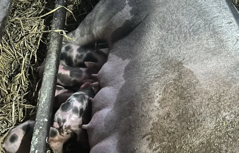 Porci Duroc Caransebeș cover