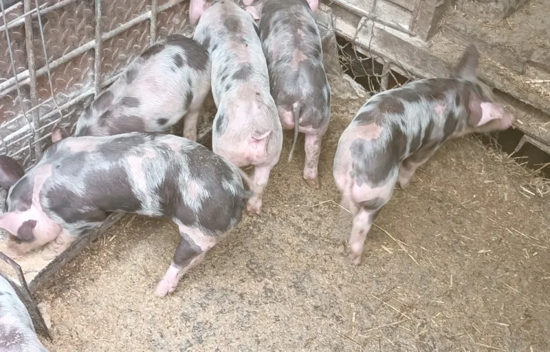 Porci Duroc Caransebeș