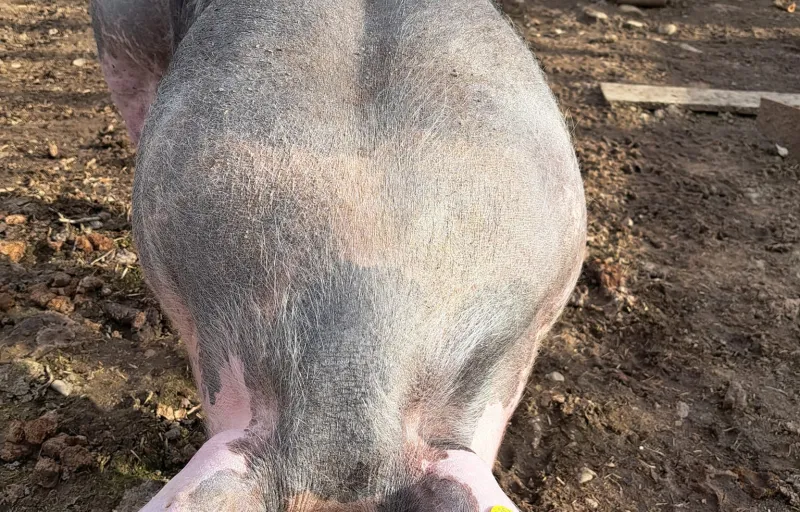 Porci Duroc Caransebeș