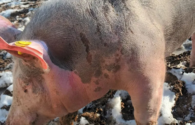 Porci Duroc Caransebeș