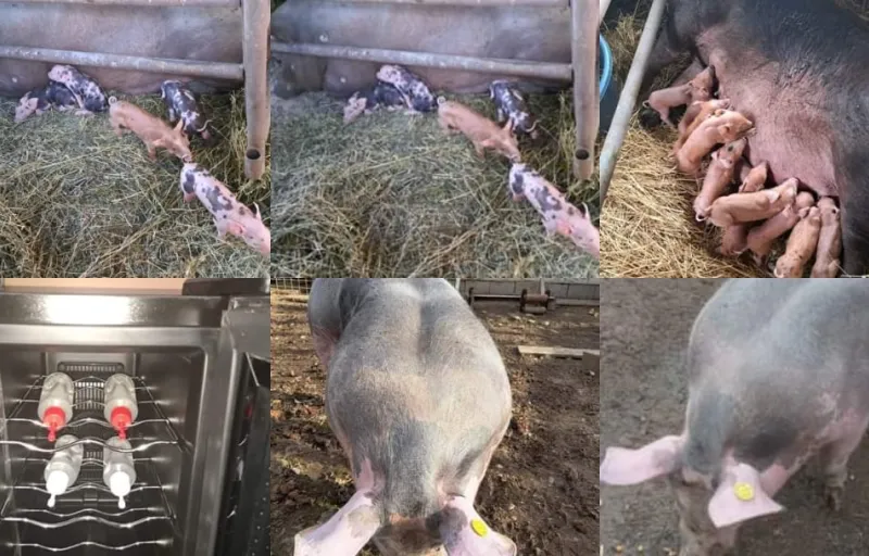 Porci Duroc Caransebeș