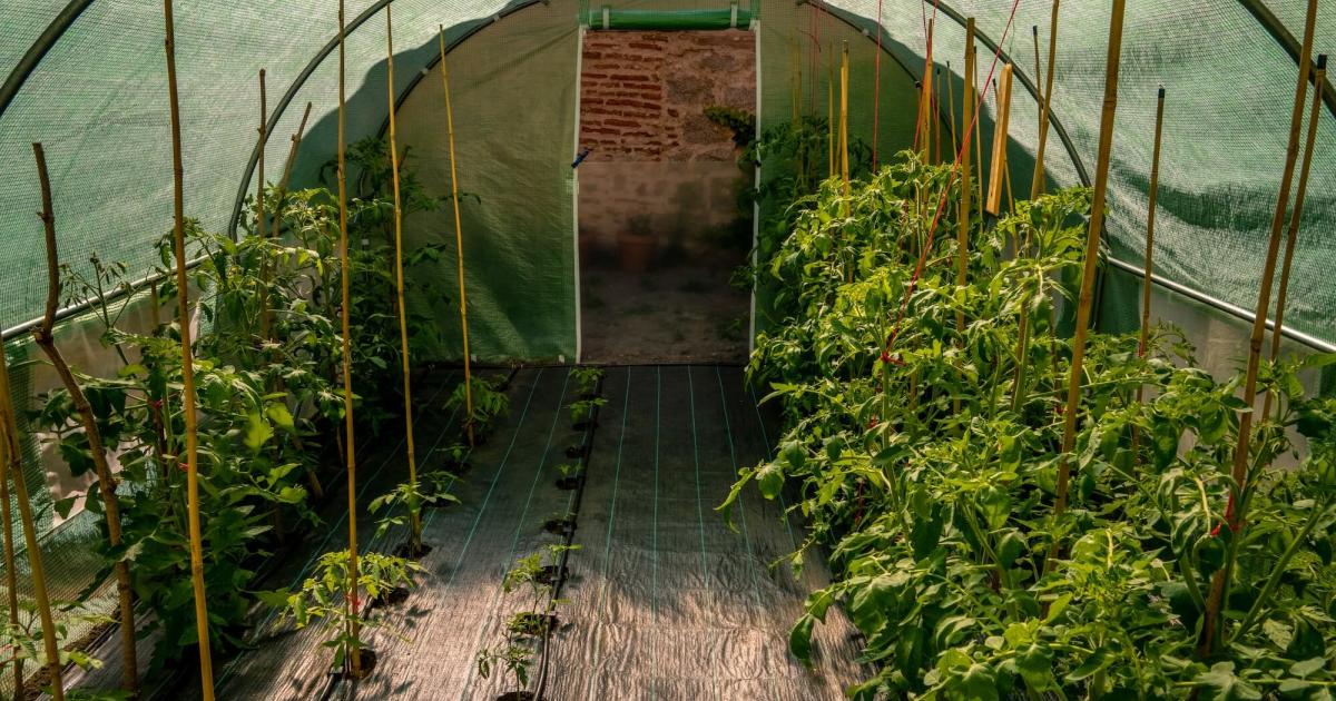 Cum să îți construiești un solar în grădină pas cu pas