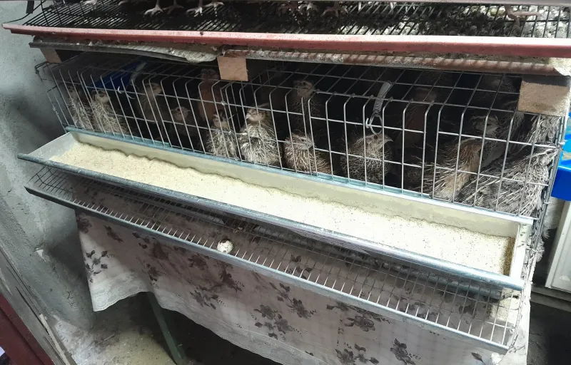 HappyQuail – ouă de prepeliță proaspete, direct de la producător