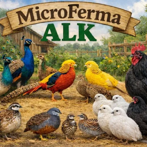 Crescătorie Prepelițe, Fazani, Păuni și Găini de Rasă Exotică