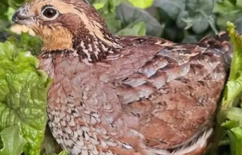 Crescătorie Prepelițe, Fazani, Păuni și Găini de Rasă Exotică