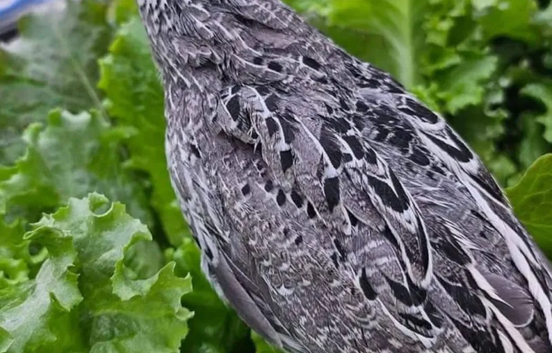 Crescătorie Prepelițe, Fazani, Păuni și Găini de Rasă Exotică