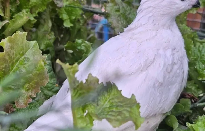 Crescătorie Prepelițe, Fazani, Păuni și Găini de Rasă Exotică