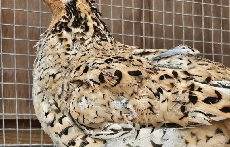 Crescătorie Prepelițe, Fazani, Păuni și Găini de Rasă Exotică