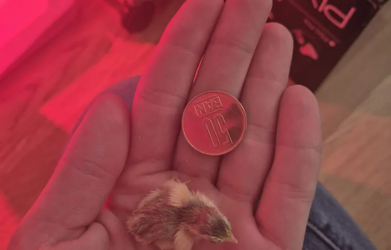 Crescătorie Prepelițe, Fazani, Păuni și Găini de Rasă Exotică